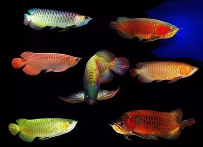 魚缸 vc：維生素c在魚缸中的作用 魚缸 vc：維生素c在魚缸中的作用 魚缸百科 第5張