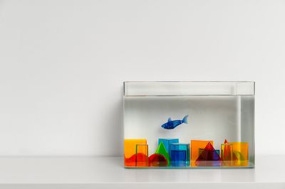 魚缸 vc：維生素c在魚缸中的作用 魚缸 vc：維生素c在魚缸中的作用 魚缸百科 第2張