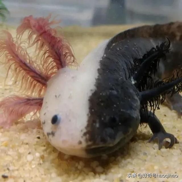 恐龍魚公母區分（恐龍魚公母的區分）