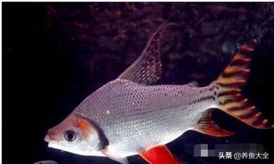 龍魚要求多少溫度才能繁殖（龍魚繁殖所需溫度）