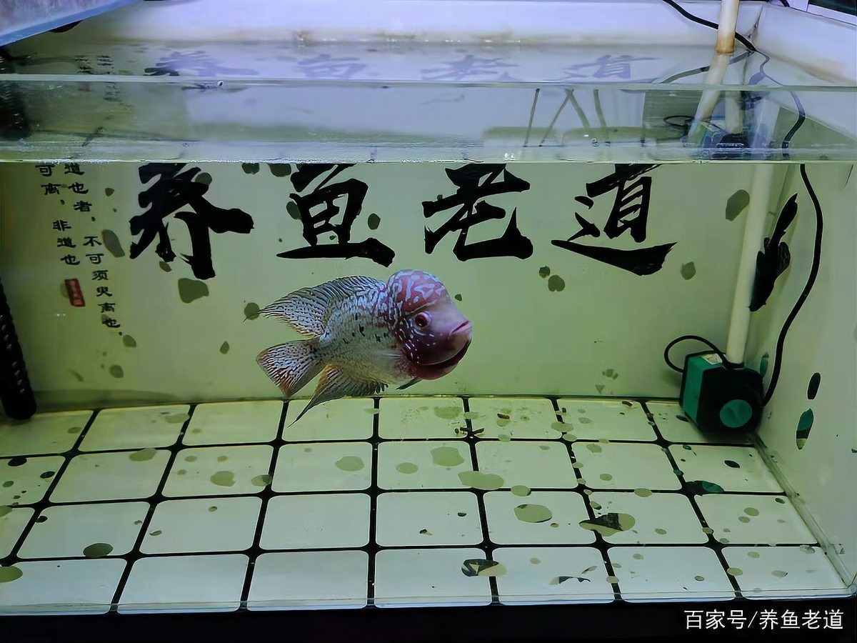 如何判斷龍魚缸是否徹底清潔？