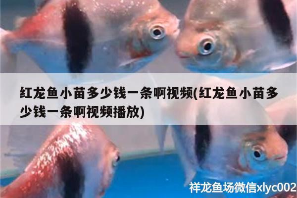 汕頭市龍湖區天順水族館（汕頭市龍湖區天順水族館電話）