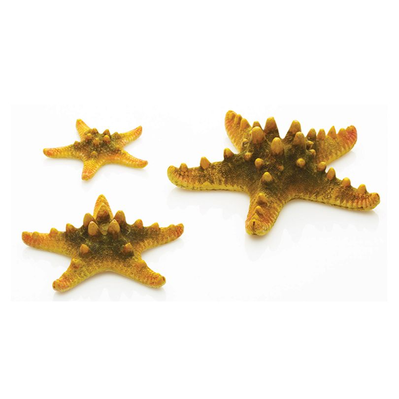 海星魚缸是一個獨立的品牌和觀賞魚的種類和數量和數量：如何選擇一個合適的水族箱