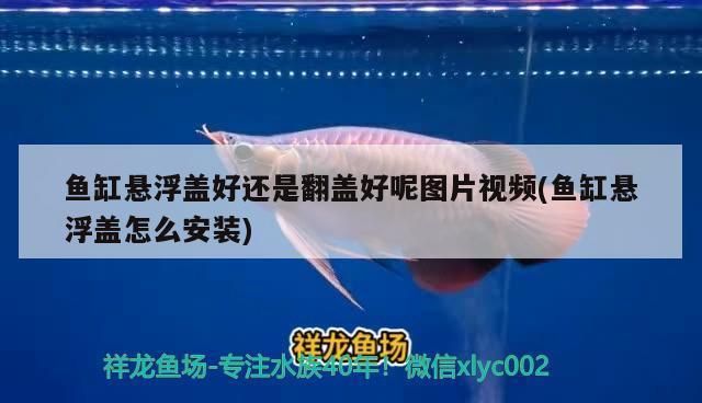 魚缸燈架有什么好處：魚缸燈架對魚類及水生生態(tài)系統(tǒng)的積極影響，魚缸燈架的好處