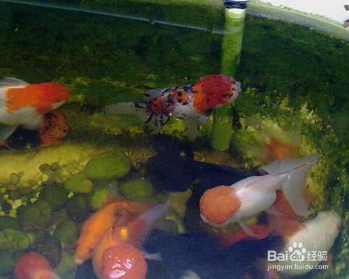 蘇尼特左旗深藍水族館（蘇尼特左旗風景區）