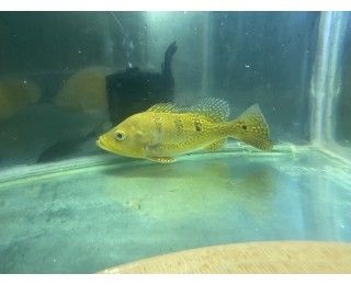 巴西亞魚苗繁殖技巧分享，巴西亞魚苗繁殖技巧