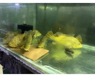 巴西亞魚苗繁殖技巧分享，巴西亞魚苗繁殖技巧