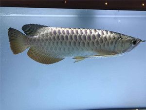 紅龍魚怎么選擇燈（養(yǎng)紅龍魚用什么燈發(fā)色好） 紅龍魚怎么選擇燈（養(yǎng)紅龍魚用什么燈發(fā)色好） 龍魚百科 第3張