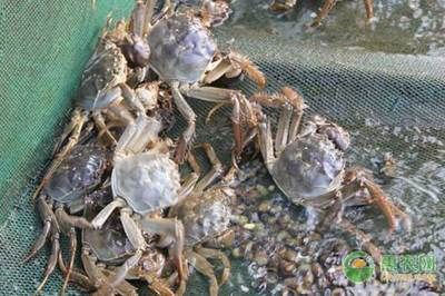 河蚌養(yǎng)在魚缸過(guò)一久就死了什么原因（河蚌養(yǎng)在魚缸過(guò)一久就死亡的原因） 河蚌養(yǎng)在魚缸過(guò)一久就死了什么原因（河蚌養(yǎng)在魚缸過(guò)一久就死亡的原因） 魚缸百科 第2張