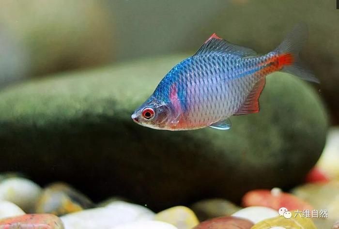 河蚌養(yǎng)在魚缸過(guò)一久就死了什么原因（河蚌養(yǎng)在魚缸過(guò)一久就死亡的原因） 河蚌養(yǎng)在魚缸過(guò)一久就死了什么原因（河蚌養(yǎng)在魚缸過(guò)一久就死亡的原因） 魚缸百科 第3張