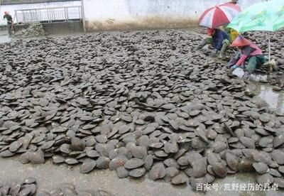 河蚌養(yǎng)在魚缸過(guò)一久就死了什么原因（河蚌養(yǎng)在魚缸過(guò)一久就死亡的原因） 河蚌養(yǎng)在魚缸過(guò)一久就死了什么原因（河蚌養(yǎng)在魚缸過(guò)一久就死亡的原因） 魚缸百科 第1張