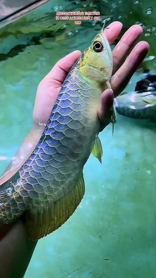 龍魚開什么顏色的燈最好看