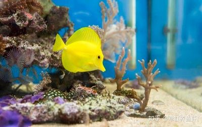 海水缸的養(yǎng)護(hù)技巧海水缸的養(yǎng)護(hù)技巧海水缸的養(yǎng)護(hù)技巧：海水缸與淡水缸的養(yǎng)護(hù)技巧海水缸的養(yǎng)護(hù)技巧 海水缸的養(yǎng)護(hù)技巧海水缸的養(yǎng)護(hù)技巧海水缸的養(yǎng)護(hù)技巧：海水缸與淡水缸的養(yǎng)護(hù)技巧海水缸的養(yǎng)護(hù)技巧 魚缸百科 第3張