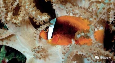 海水缸的養(yǎng)護(hù)技巧海水缸的養(yǎng)護(hù)技巧海水缸的養(yǎng)護(hù)技巧：海水缸與淡水缸的養(yǎng)護(hù)技巧海水缸的養(yǎng)護(hù)技巧 海水缸的養(yǎng)護(hù)技巧海水缸的養(yǎng)護(hù)技巧海水缸的養(yǎng)護(hù)技巧：海水缸與淡水缸的養(yǎng)護(hù)技巧海水缸的養(yǎng)護(hù)技巧 魚缸百科 第4張