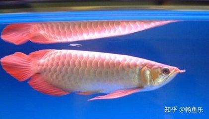 紅龍魚后三鰭怎么養(yǎng)會大一點：紅龍魚后三鰭怎么養(yǎng) 紅龍魚后三鰭怎么養(yǎng)會大一點：紅龍魚后三鰭怎么養(yǎng) 龍魚百科 第1張
