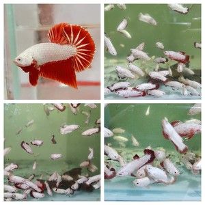 紅龍魚后三鰭怎么養(yǎng)會大一點：紅龍魚后三鰭怎么養(yǎng) 紅龍魚后三鰭怎么養(yǎng)會大一點：紅龍魚后三鰭怎么養(yǎng) 龍魚百科 第3張