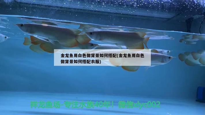 東莞市大朗<strong><mark>水族器材</mark></strong>店（東莞市大朗<strong><mark>水族器材</mark></strong>店地址）