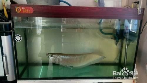 銀龍魚(yú)一開(kāi)燈就趴缸（銀龍魚(yú)開(kāi)燈趴缸可能是病理原因，解決方法可以解決）