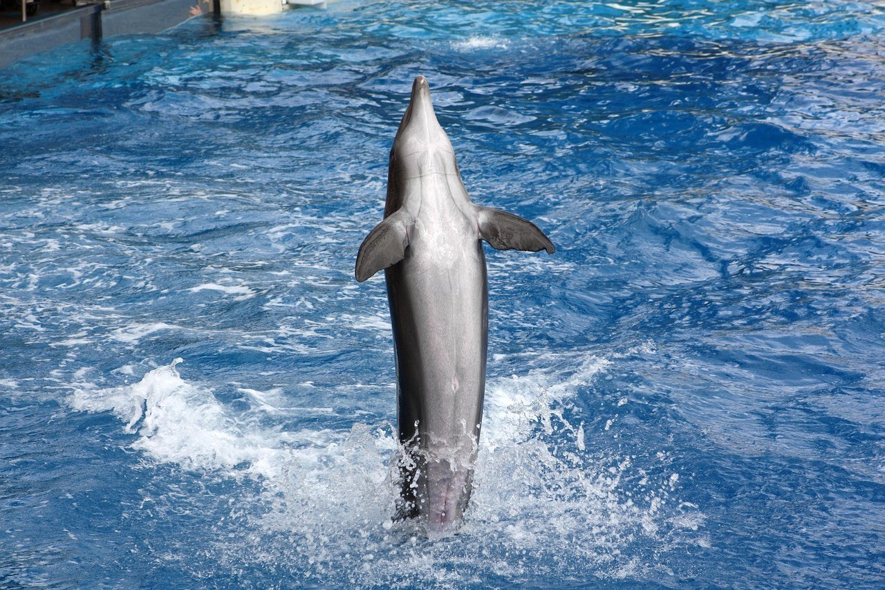 德州市德城區花世海洋水族館（德州市德城區花世海洋水族館電話） 德州市德城區花世海洋水族館（德州市德城區花世海洋水族館電話） 全國水族館企業名錄 第1張