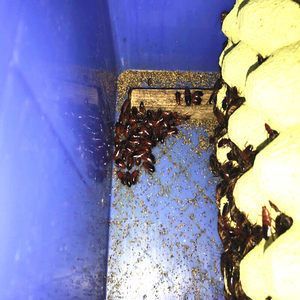 紅龍魚喂了三年大麥蟲：紅龍魚喂食大麥蟲會對健康產生影響嗎？