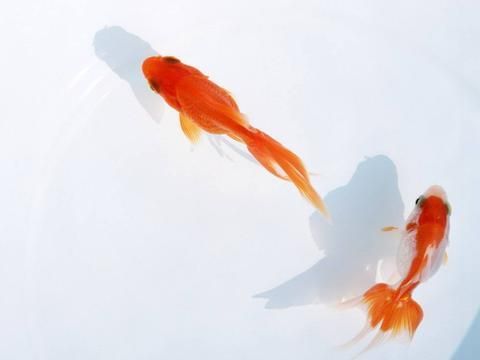 龍魚沉頭土霉素（使用土霉素治療龍魚疾病時需要注意以下幾點） 龍魚沉頭土霉素（使用土霉素治療龍魚疾病時需要注意以下幾點） 龍魚百科