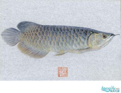 龍魚國(guó)畫步驟：國(guó)畫中的龍魚國(guó)畫步驟：龍魚國(guó)畫步驟：龍魚國(guó)畫步驟 龍魚國(guó)畫步驟：國(guó)畫中的龍魚國(guó)畫步驟：龍魚國(guó)畫步驟：龍魚國(guó)畫步驟 龍魚百科 第3張