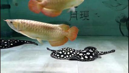 養龍魚開燈多久合適：養龍魚開燈時間并不是一個固定的數值，而是需要根據飼養情況決定