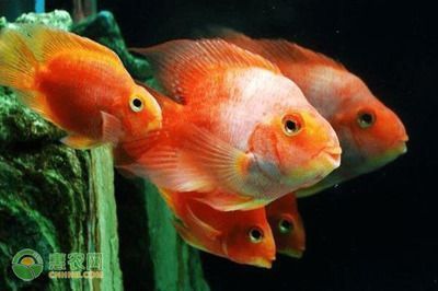 龍魚和鸚鵡混養喂什么