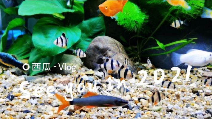 天寧區(qū)天寧逸休水族館（天寧區(qū)天寧逸休水族館電話）