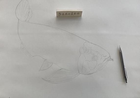 工筆龍魚畫法（工筆龍魚眼睛畫法,龍魚身體結(jié)構(gòu)解析）