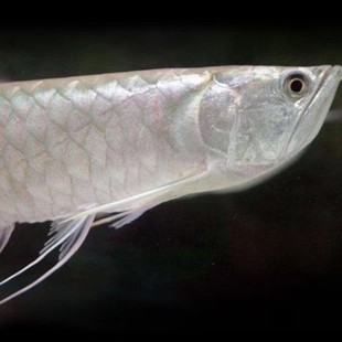 <strong><mark>大柴旦</mark></strong>魚情魚趣工作室（<strong><mark>大柴旦</mark></strong>魚卡）