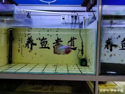 魚缸水發白怎么辦？：硝化細菌對魚缸水發白的影響