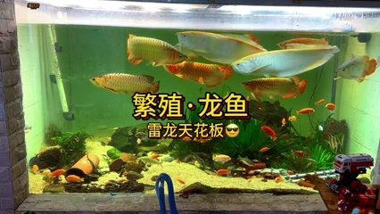 和龍魚(yú)混養(yǎng)的龜：哪些龜類可以和龍魚(yú)混養(yǎng)？