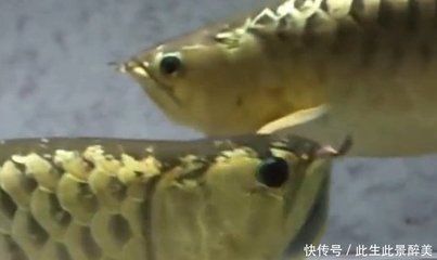 金龍魚在魚缸繁殖視頻：金龍魚在魚缸中繁殖金龍魚在魚缸中的生活金龍魚繁殖方法 金龍魚在魚缸繁殖視頻：金龍魚在魚缸中繁殖金龍魚在魚缸中的生活金龍魚繁殖方法 龍魚百科 第2張