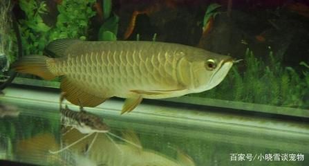 龍魚狀態不錯就不吃食：當龍魚狀態不錯卻突然不吃食時，飼養者可能會感到困惑和擔憂