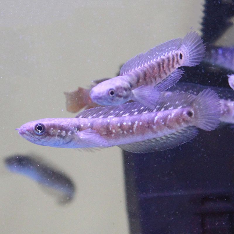 雷龍魚那種好看冷水魚，冷水魚水族箱布置指南七彩雷龍魚的日常護理