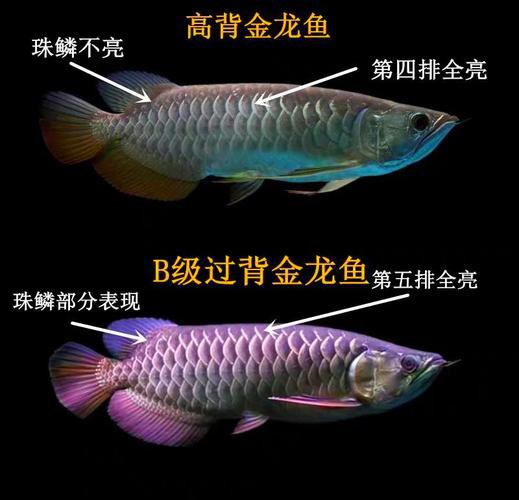 金龍魚有公母嗎