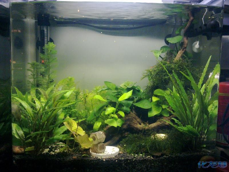 新寵之康魚缸養(yǎng)什么魚最好：關(guān)于“新寵之康魚缸養(yǎng)什么魚最好”的查詢當(dāng)前無法直接提供信息