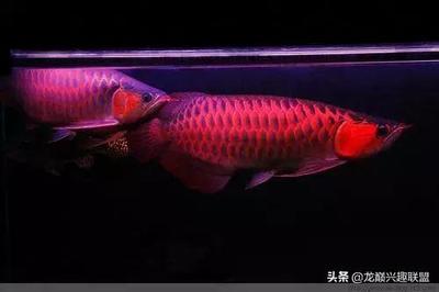 廣西北海市銀海區明興水族設計工作室（廣西北海市銀海區明興水族設計工作室地址）