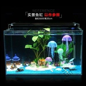水母魚缸能活多久：水母魚缸能活多久水母魚缸飼養(yǎng)技巧有哪些