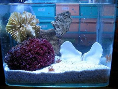 水母魚缸能活多久：水母魚缸能活多久水母魚缸飼養(yǎng)技巧有哪些