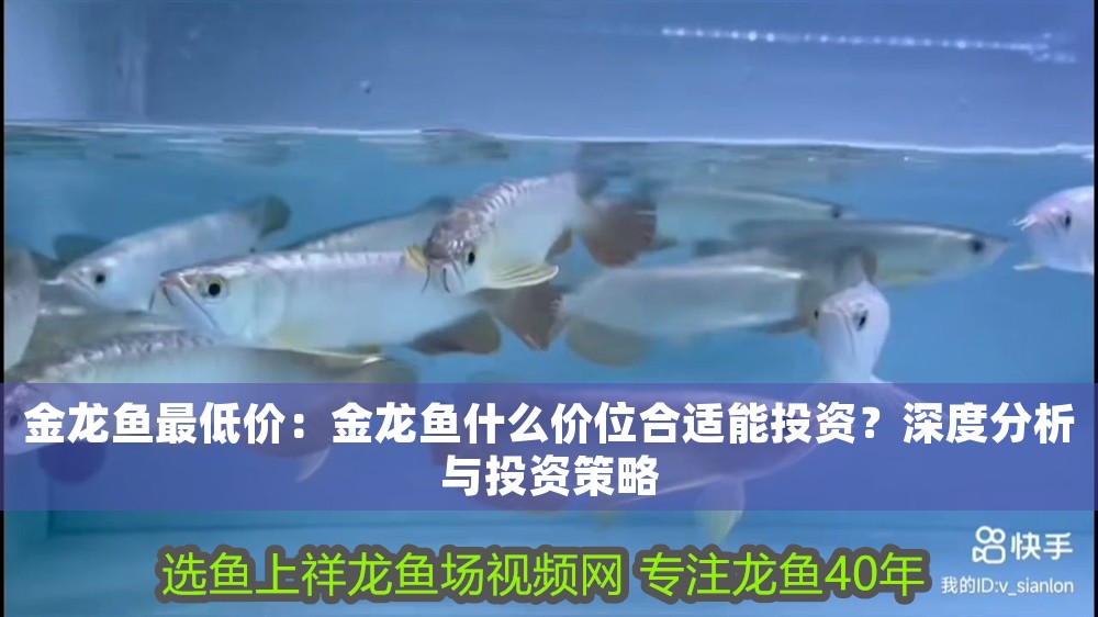 金龍魚最低價：金龍魚什么價位合適能投資？深度分析與投資策略