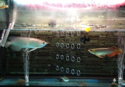 如何防止青龍魚跳缸技巧：如何防止青龍魚跳缸