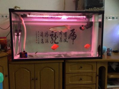 如何防止青龍魚跳缸技巧：如何防止青龍魚跳缸