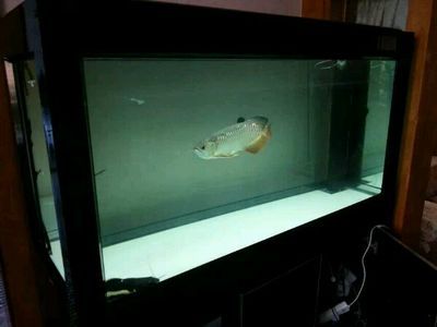 如何防止青龍魚跳缸技巧：如何防止青龍魚跳缸