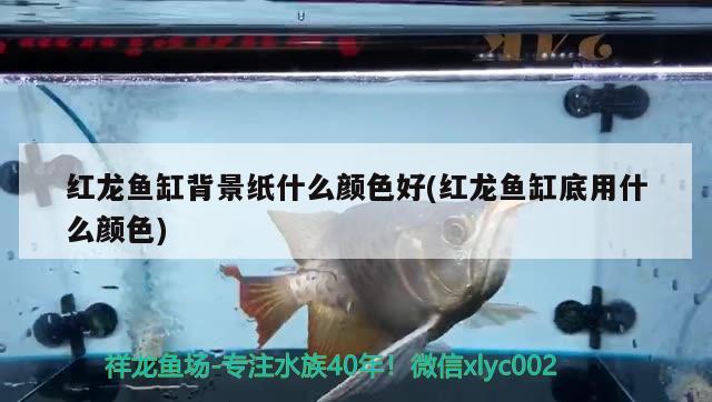 滄州市新華區邁風觀賞魚商行（滄州市新華區邁風觀賞魚商行電話）