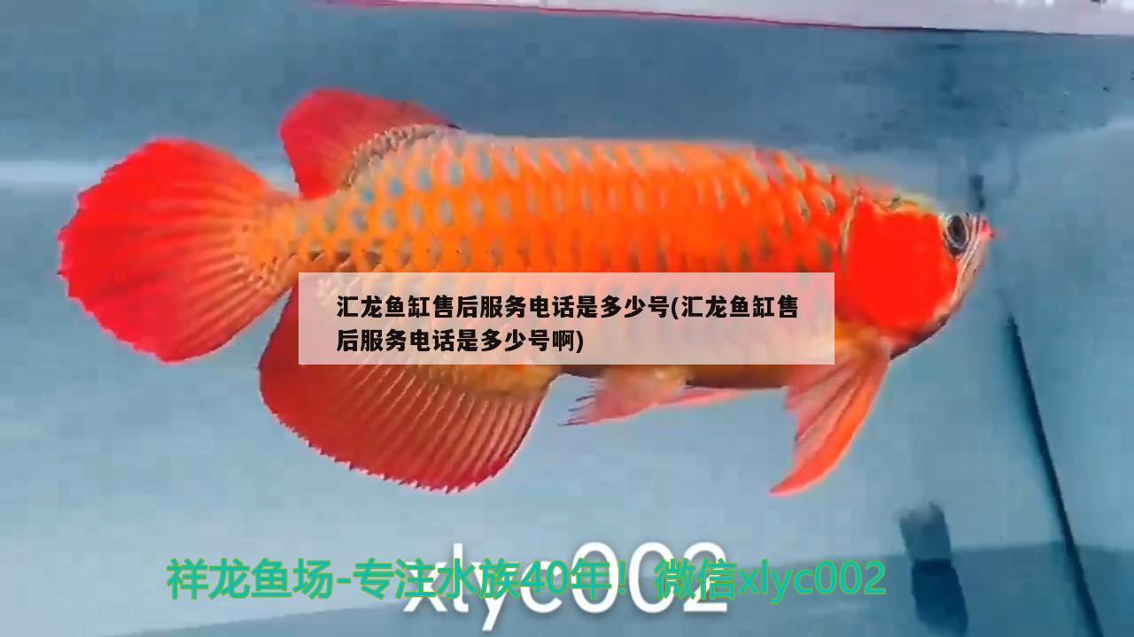 滄州市新華區邁風觀賞魚商行（滄州市新華區邁風觀賞魚商行電話）