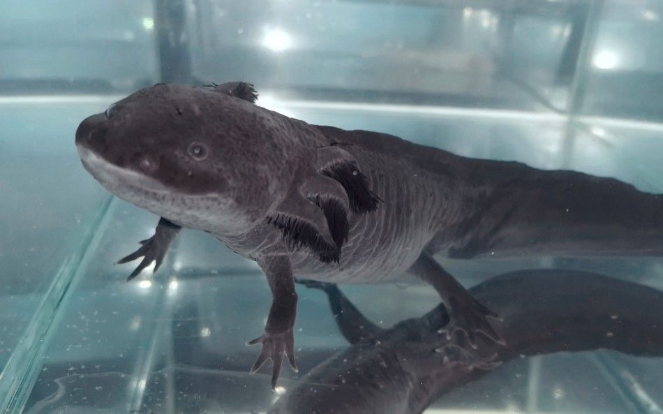 六角恐龍魚身上像腐爛一樣怎么辦：六角恐龍魚水質管理技巧