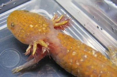 六角恐龍魚身上像腐爛一樣怎么辦：六角恐龍魚水質管理技巧