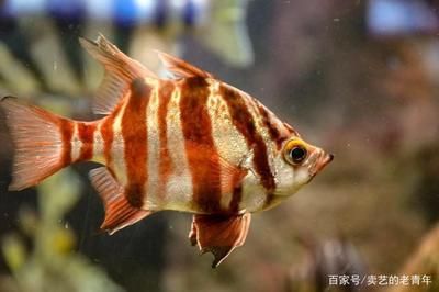 海水魚缸的水質(zhì)維護(hù)是養(yǎng)魚過程中非常重要的一環(huán)，影響到魚兒健康：海水魚缸水質(zhì)維護(hù)方法
